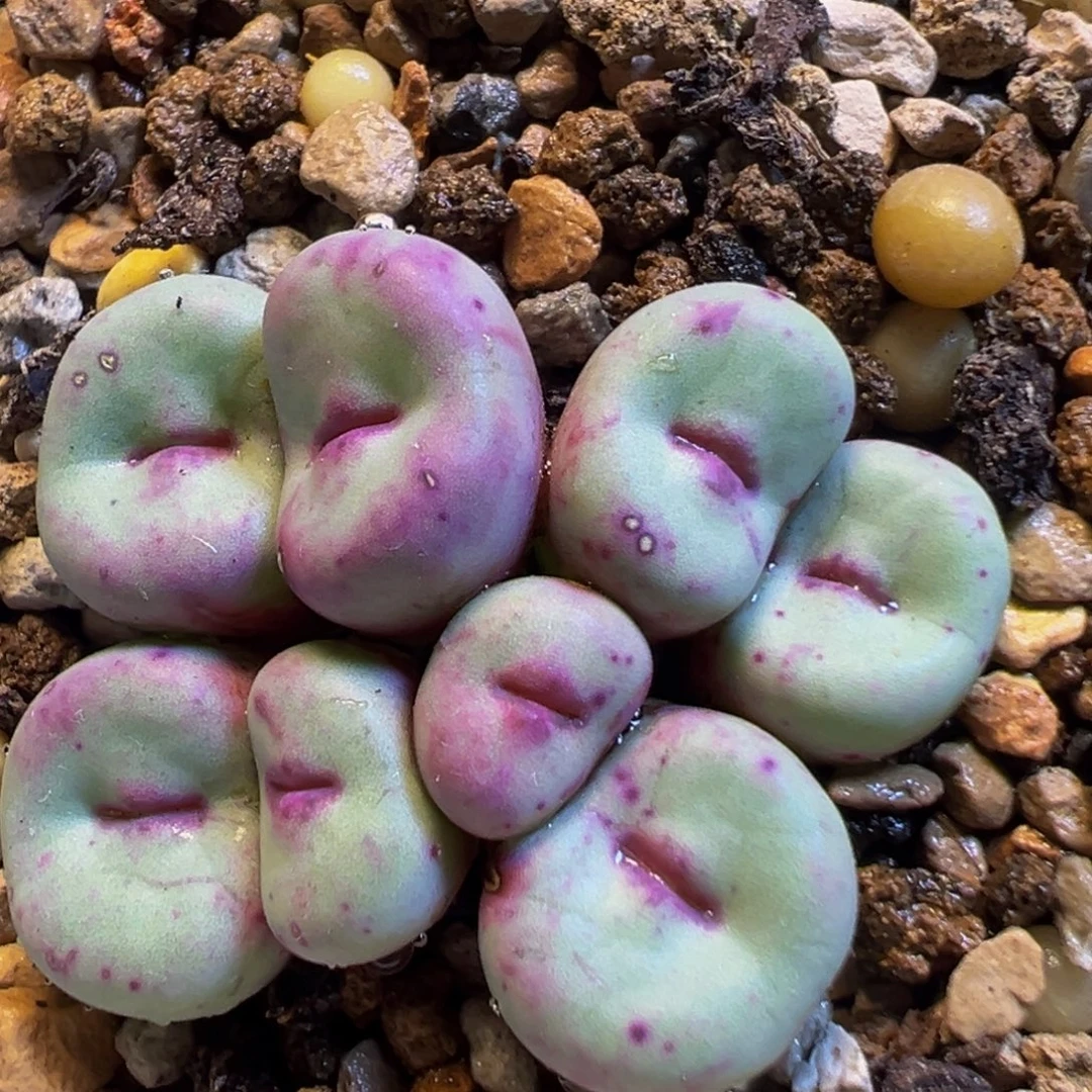 136多肉植物百科知识