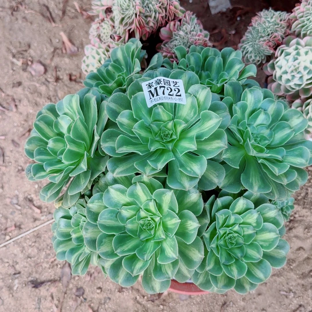 翡翠琉璃法师722冠幅28