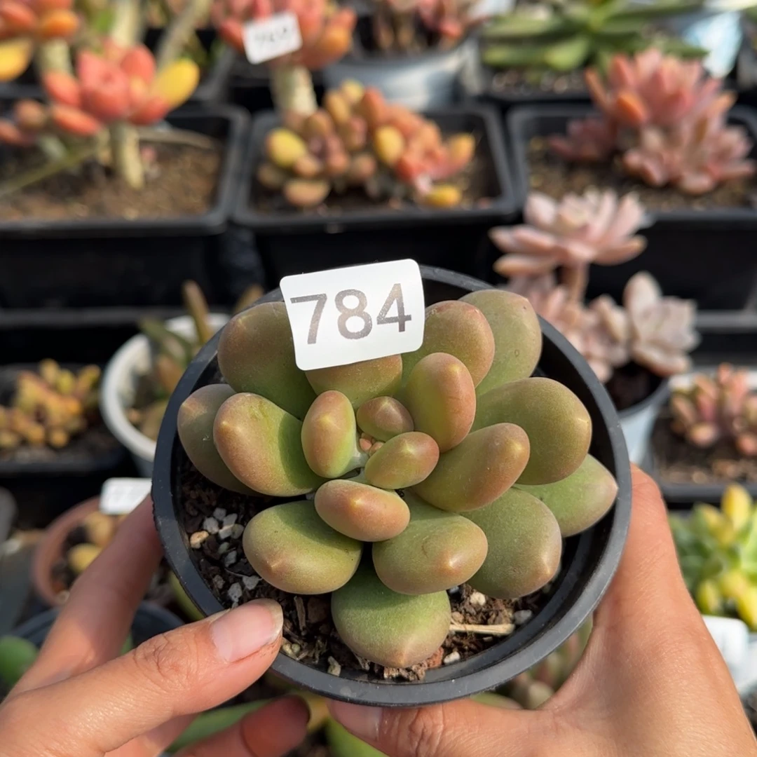 784号一物一拍一物一拍