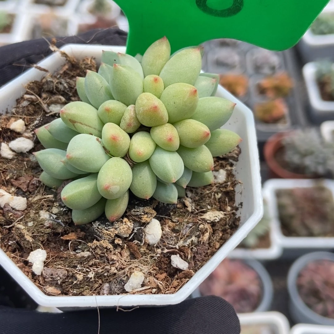 868荧光虫多肉植物保护