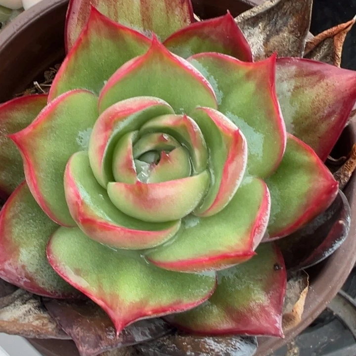 惊鸿仙子多肉植物49