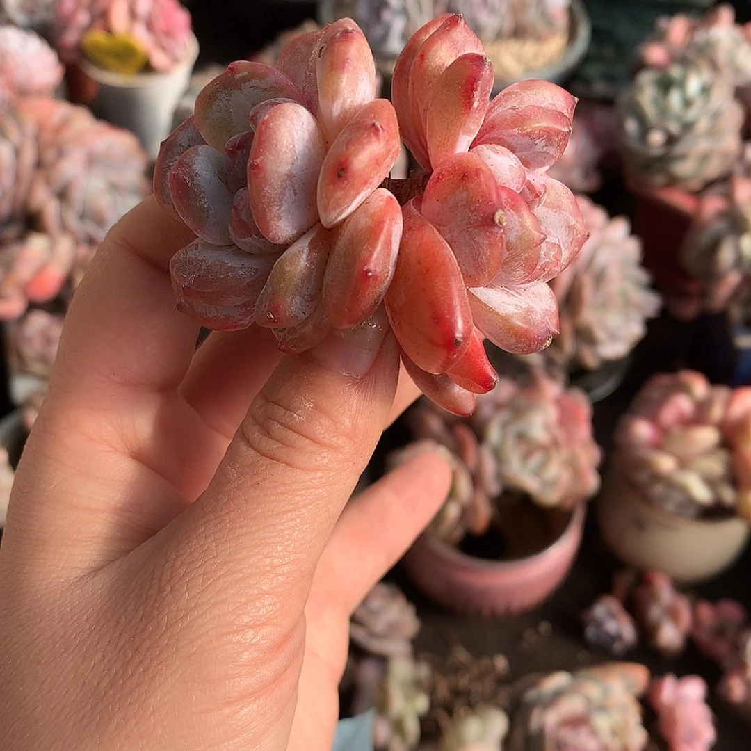 石榴籽冰玉哈哈哈哈哈哈哈哈