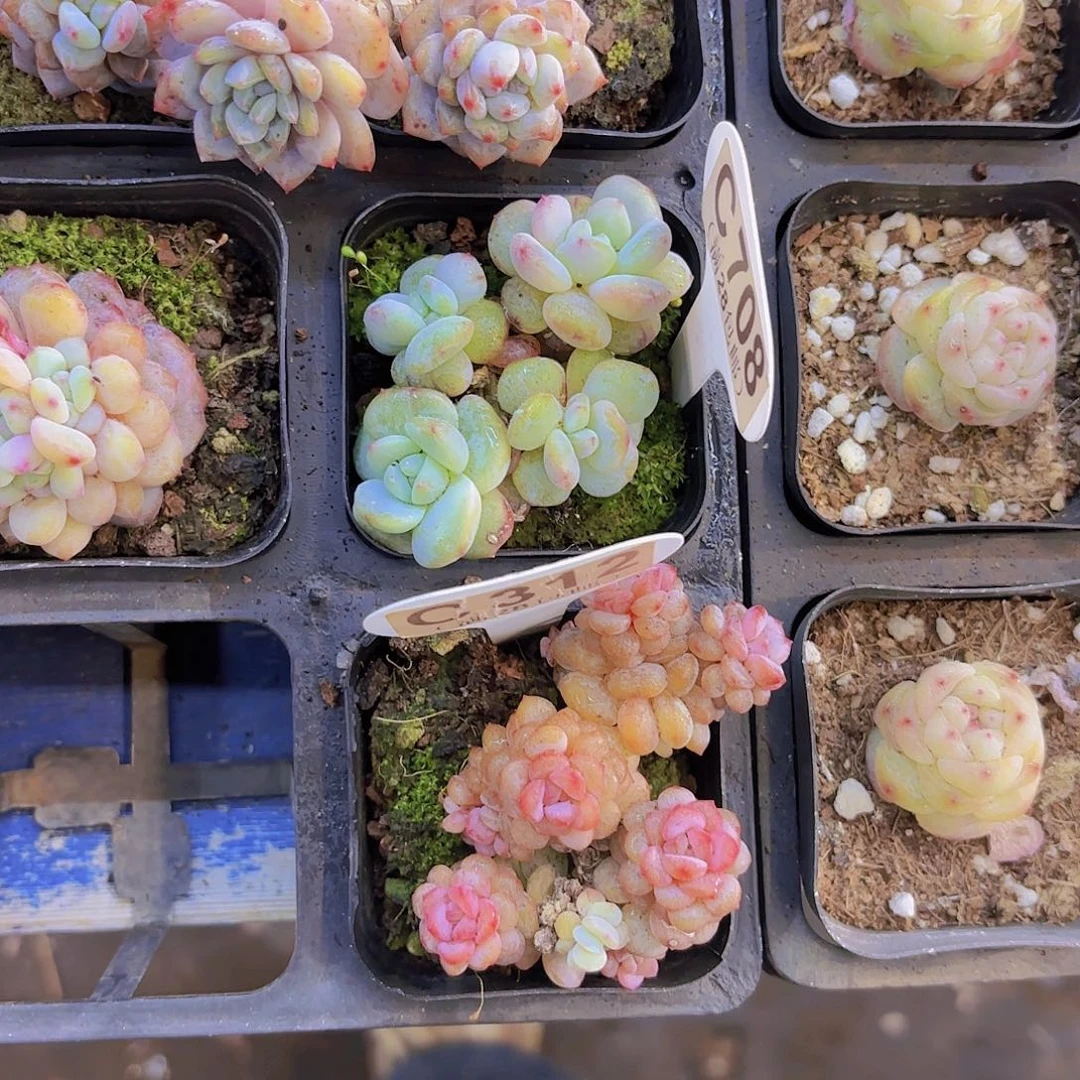 璞***玉C708星星橙石化一物一拍