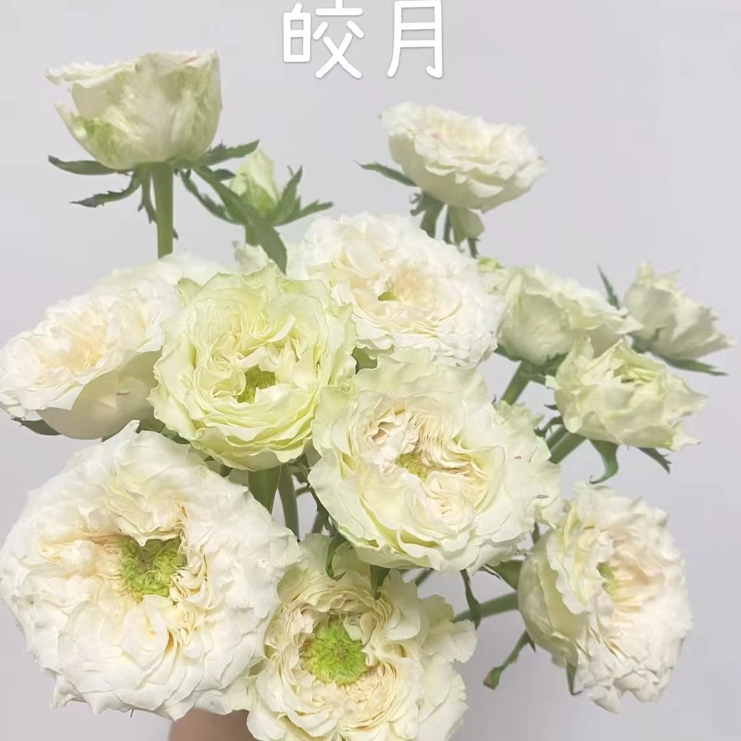 【轶1】皎月玫瑰18支+2支防损鲜切花玫瑰鲜花收到花带包装醒花