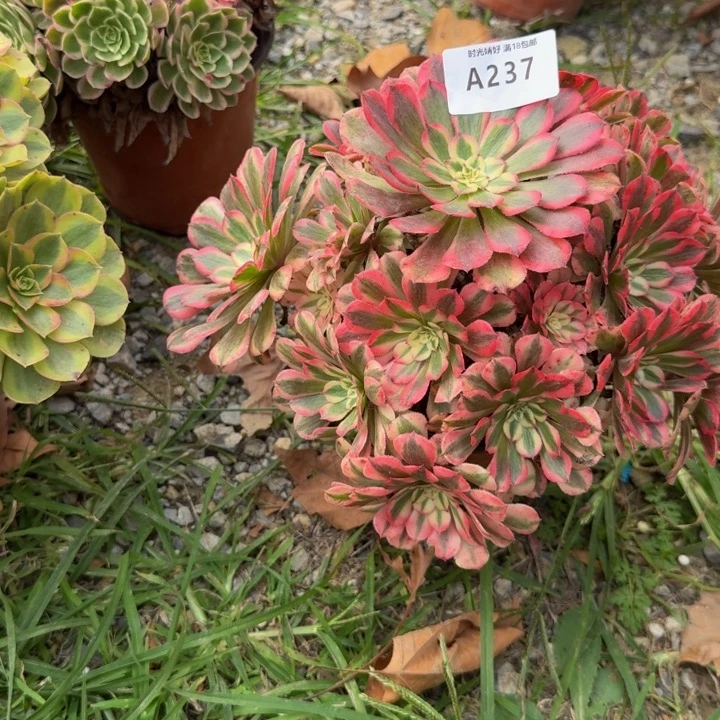 237粉铜。多肉植物