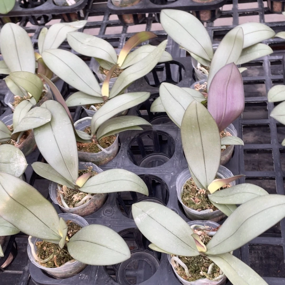 当前无花栽培后可以开花2.5青铜佳人