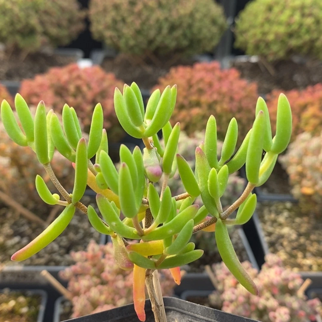 香蕉7101枝干番杏