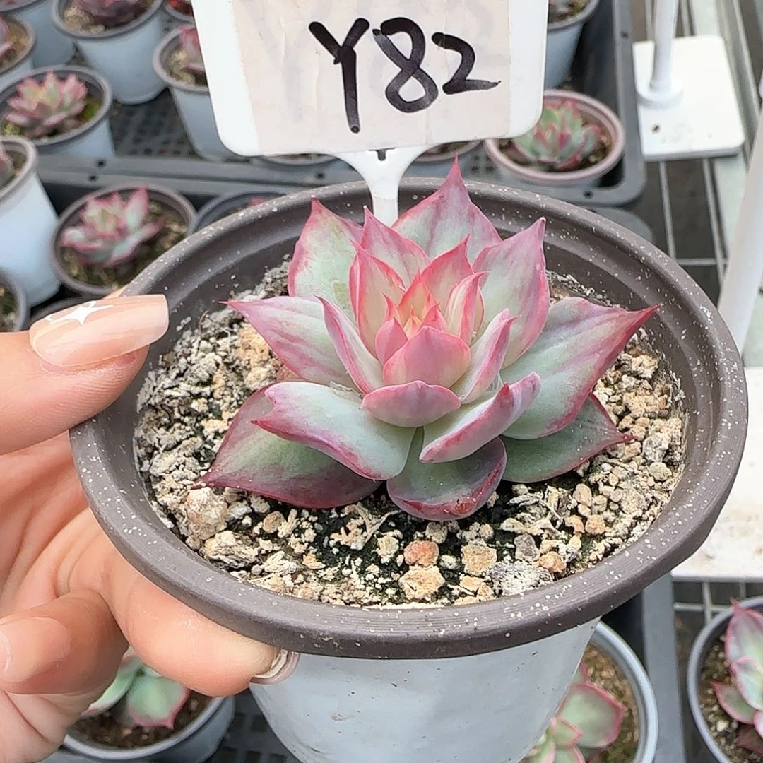 清****]惊鸿仙子Y82多肉