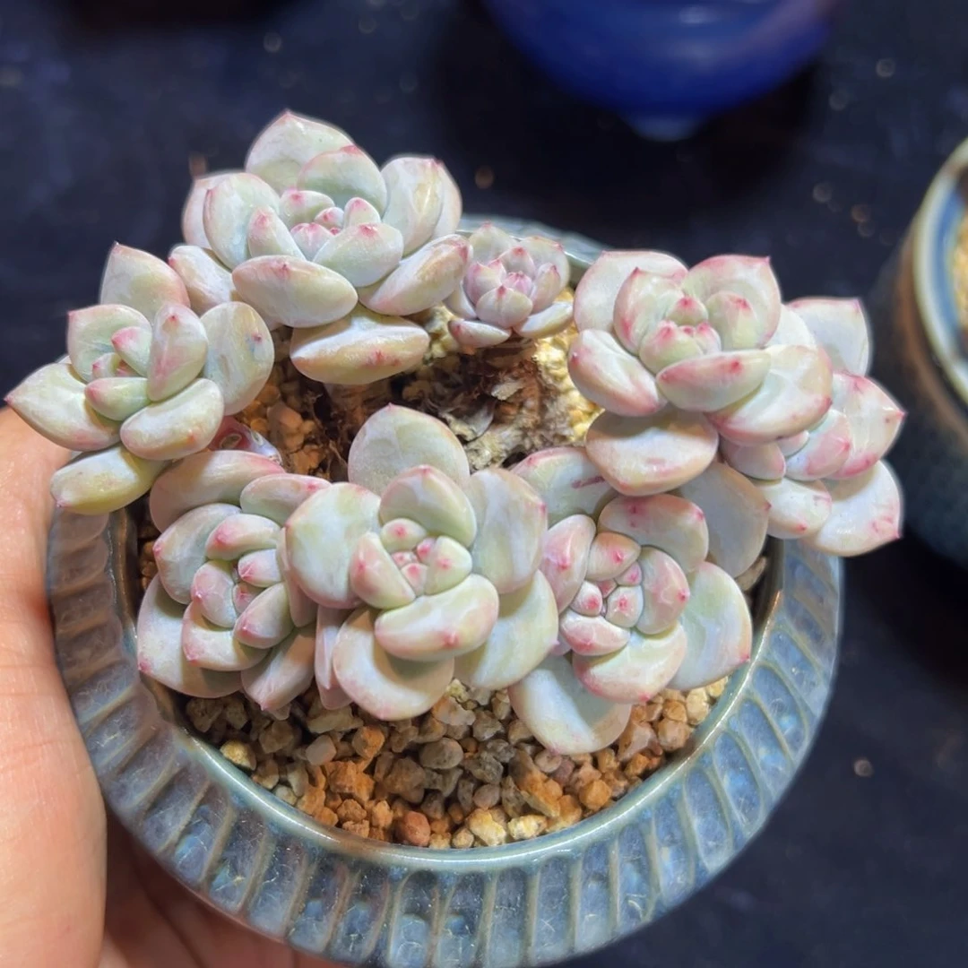 太*新年快乐 新年快乐