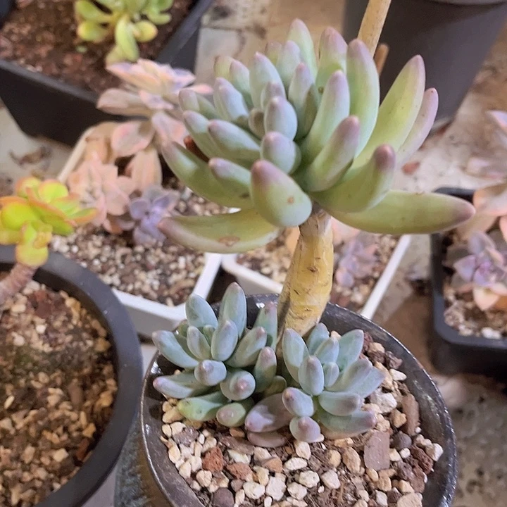 乌兰奶0682多肉植物