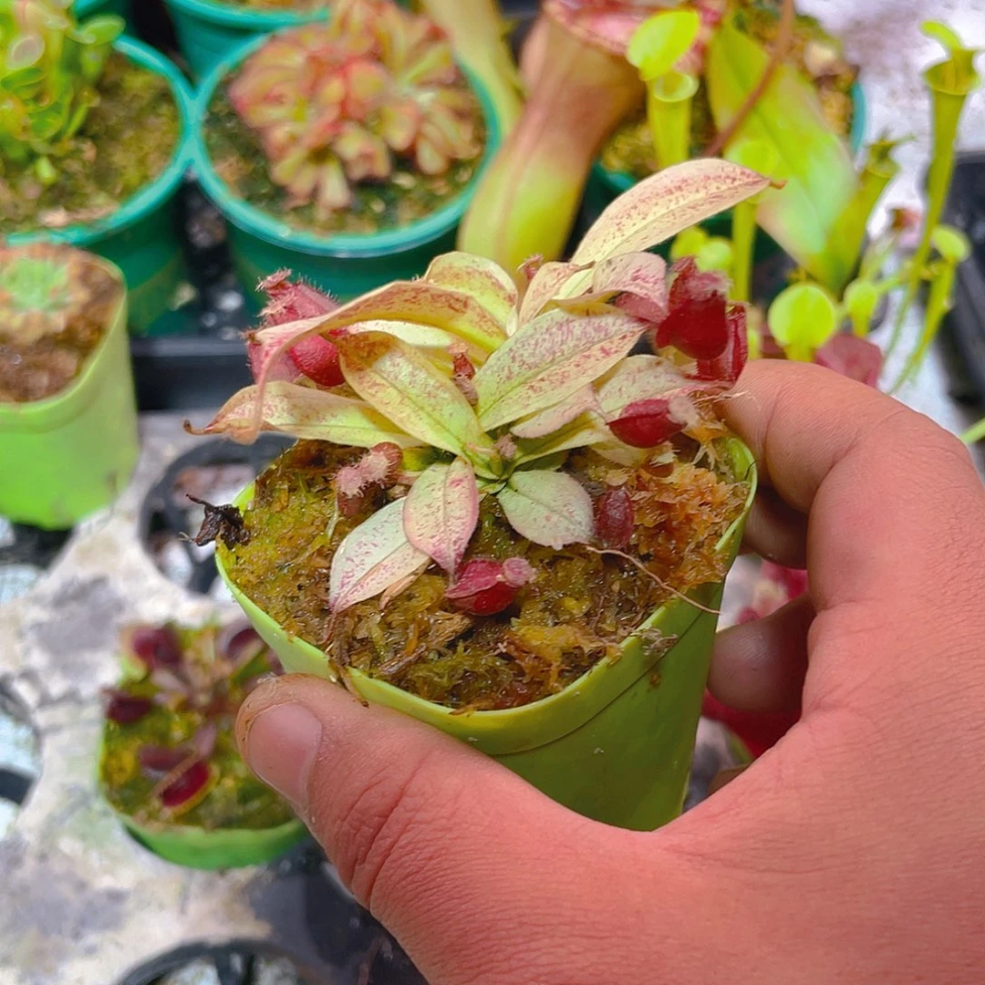白话海岛黑月猪笼草3
