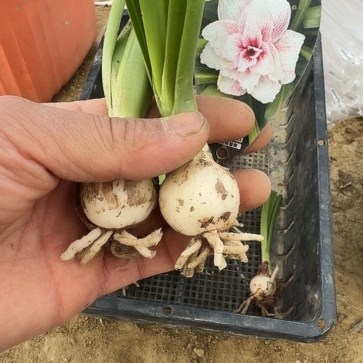 光羽花容月貌朱顶红一棵3.0