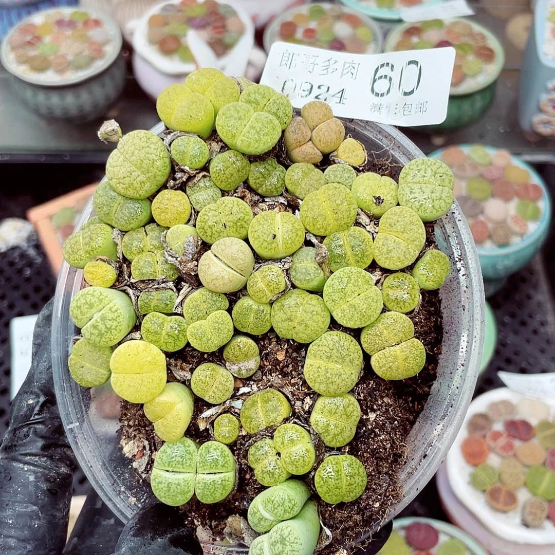 生石花18包邮0924-60