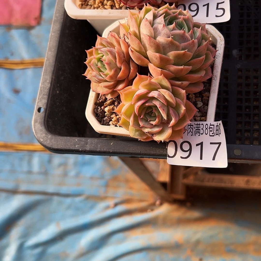 无花朵多肉一物一拍植物0917