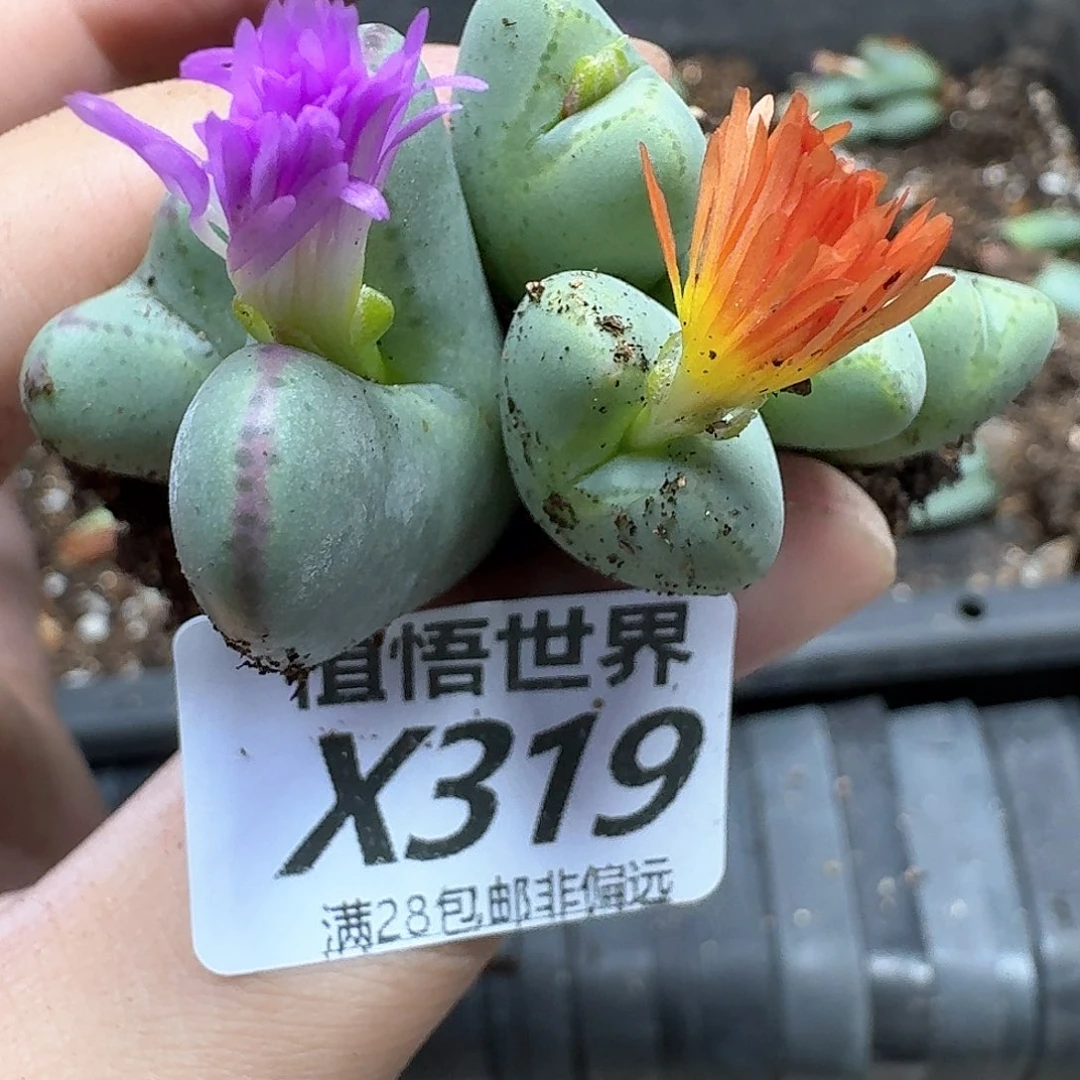 多肉植物的润泽徐v