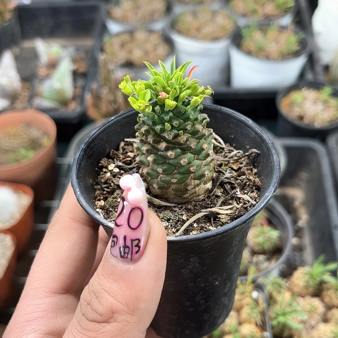 正版铁甲麒麟有根发货