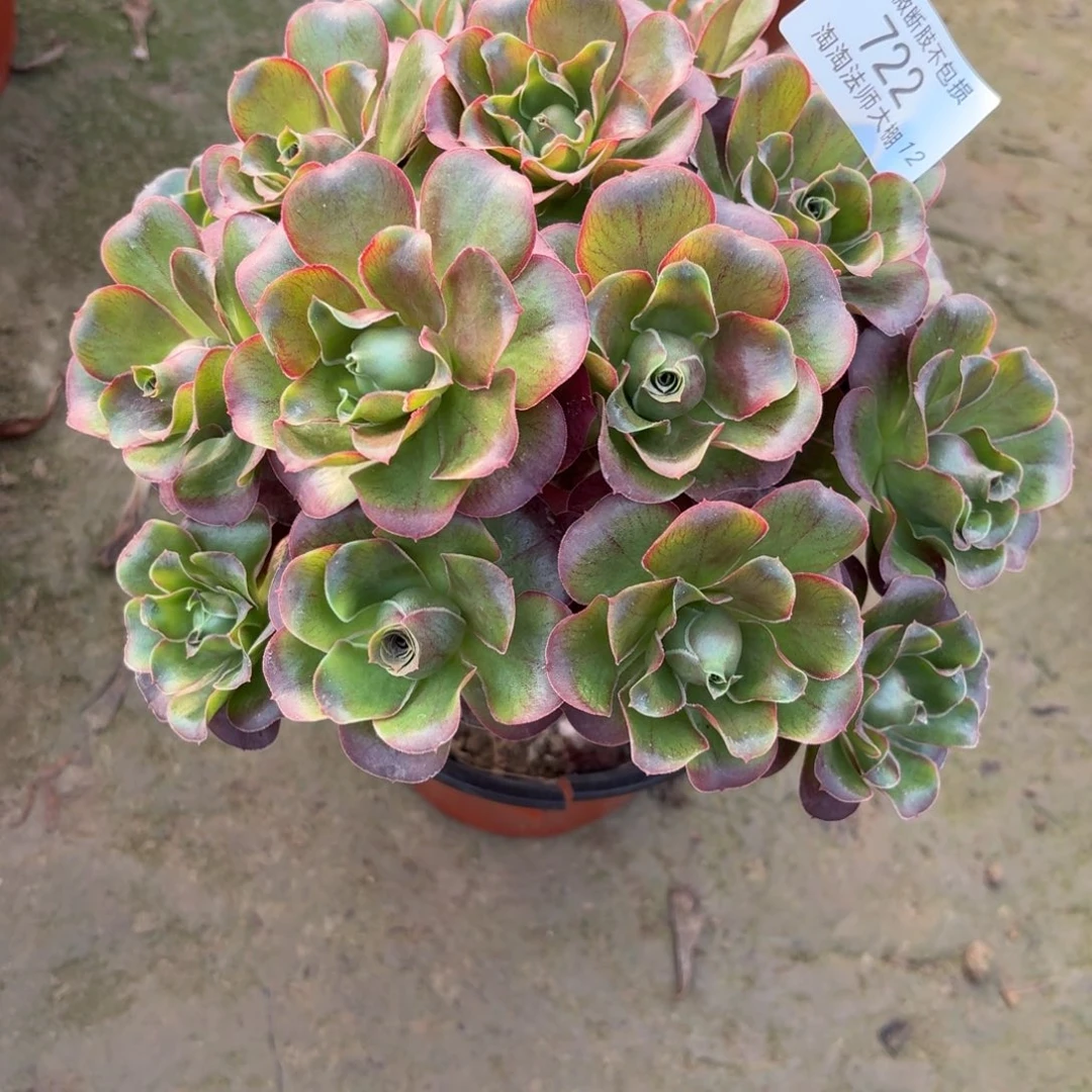 722魅金玫瑰多肉植物法师