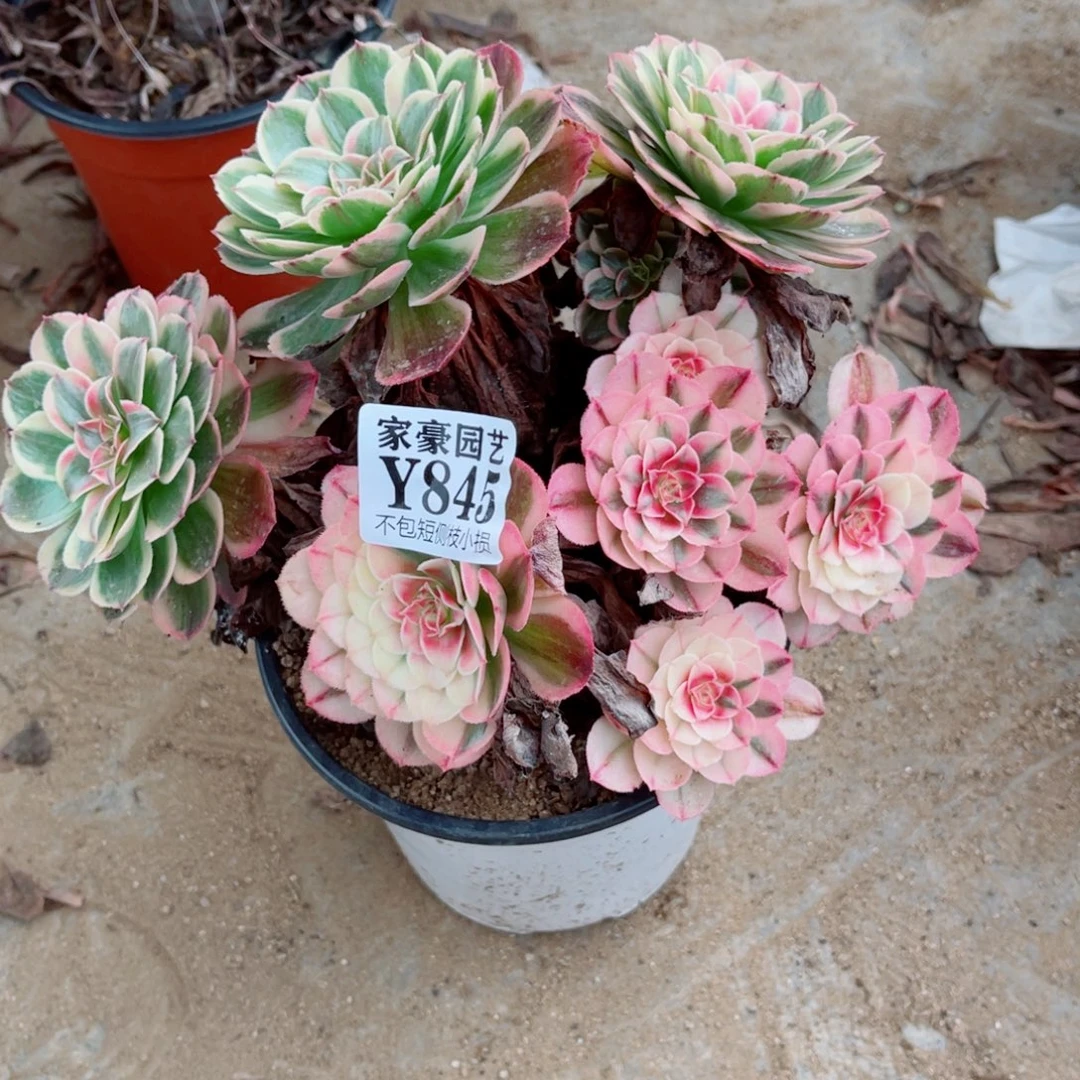 845海神冠幅20左右2