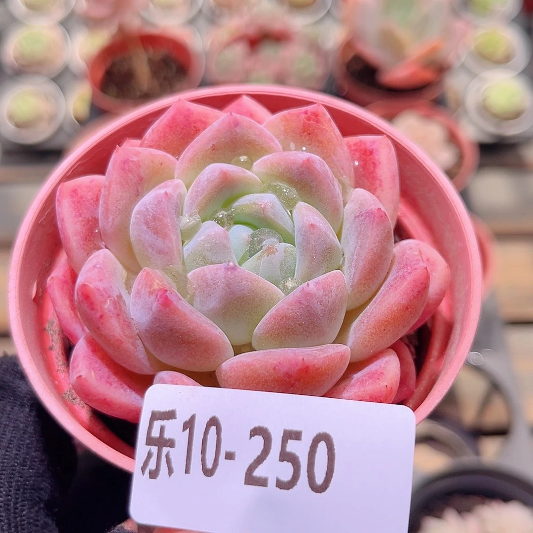 乐然10-250 冰糖单头