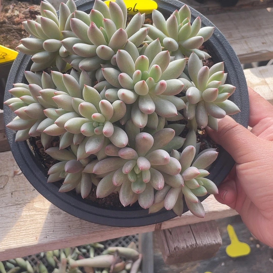 二代虞美人多肉植物506