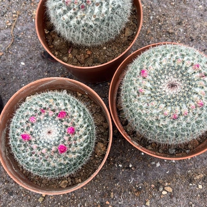 用****9实生玉翁四个好养皮实