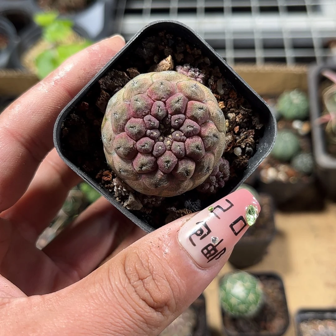 蜥蜴皮单头发货单头发