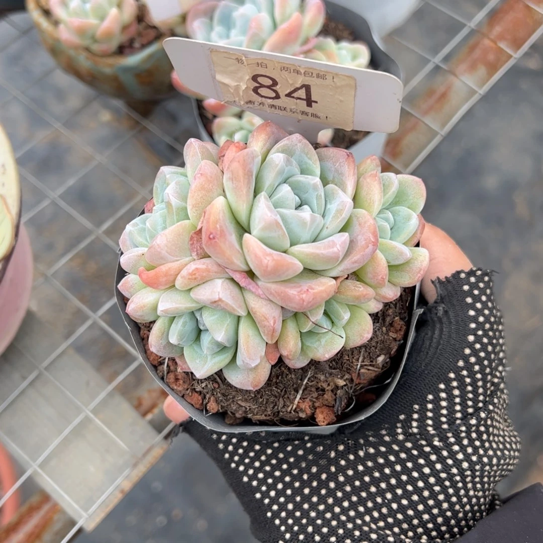 R**a84号多肉植物