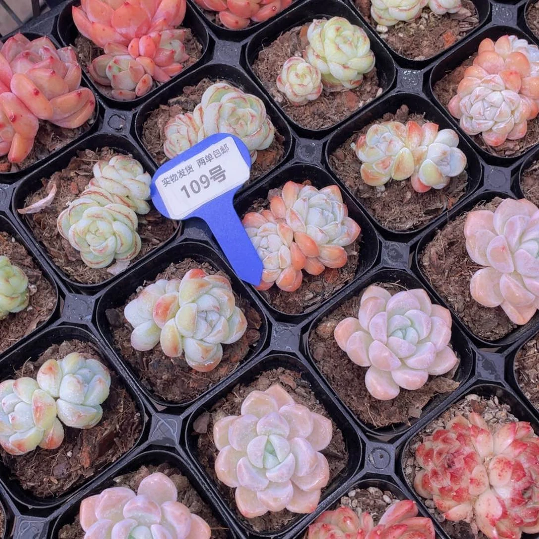 109号精品美肉组合五个