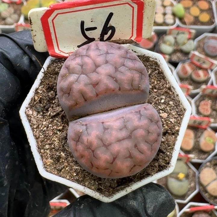 P***记生石花2/：。在。  351号