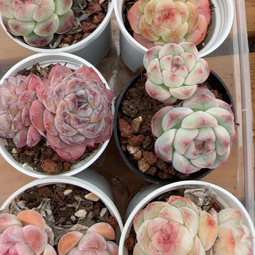 花语逸镜0204-720上量