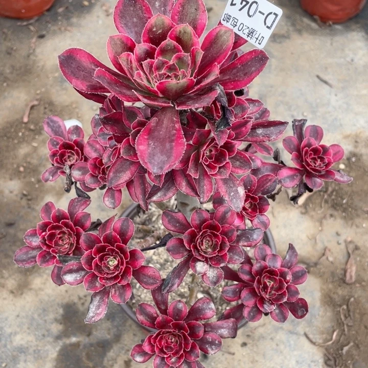 41香多肉123446789