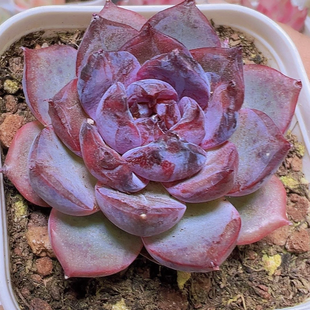 黑橙19包邮多肉植物