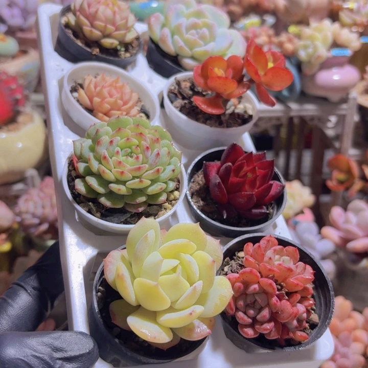 框拍一物一拍编号645