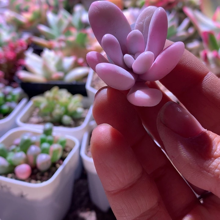 粉兔覆轮锦砍头有杆子