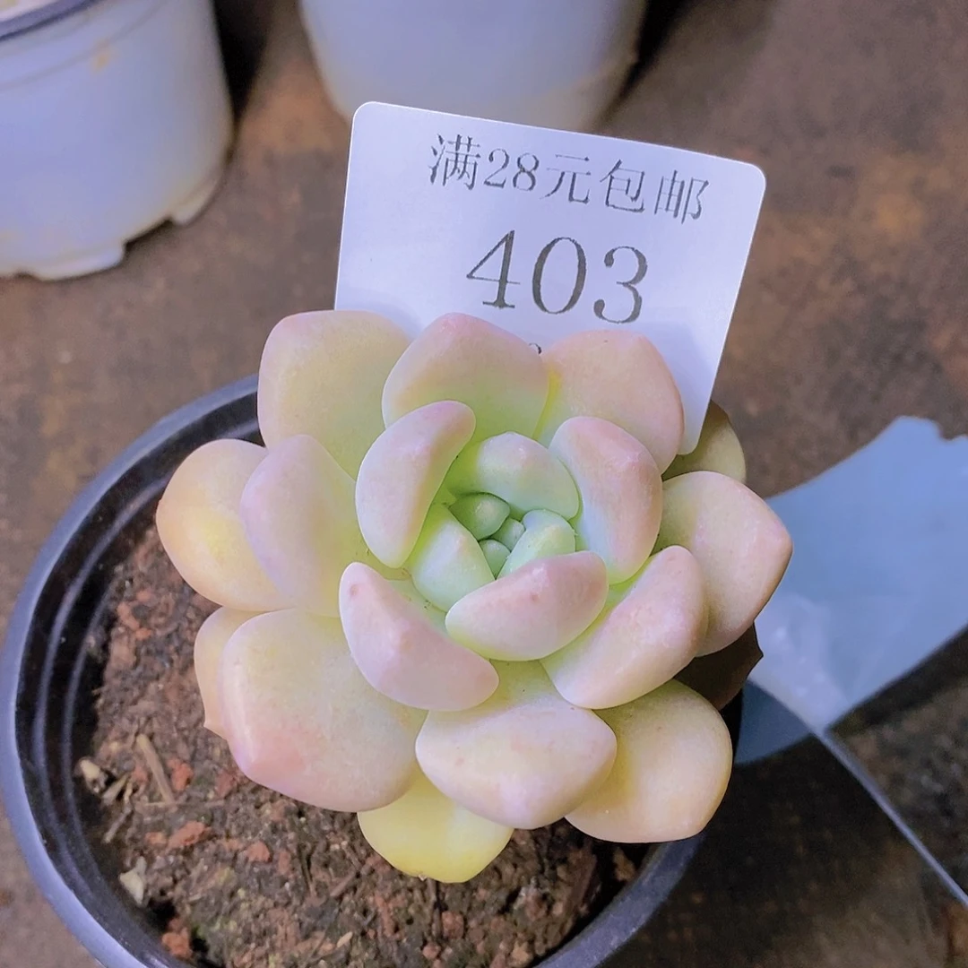 【闪购商品】云403