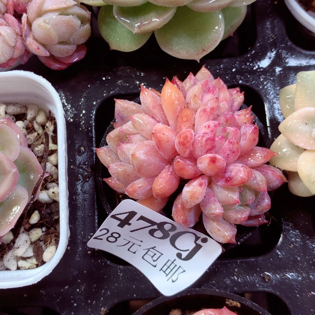 5厘米盆精控多肉478