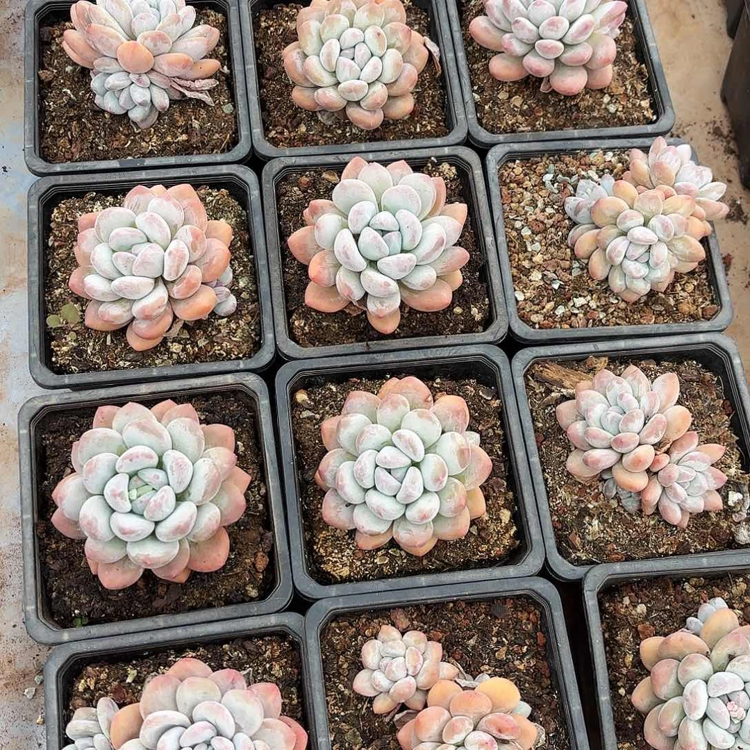 山治妹妹的3个香水