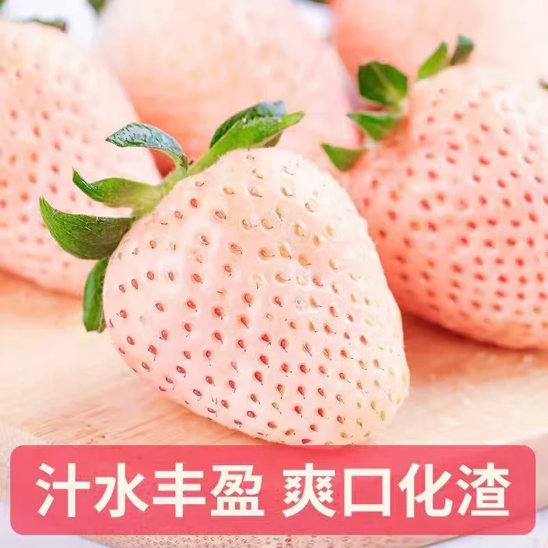 【送礼佳品】丹东淡雪草莓280g/盒
