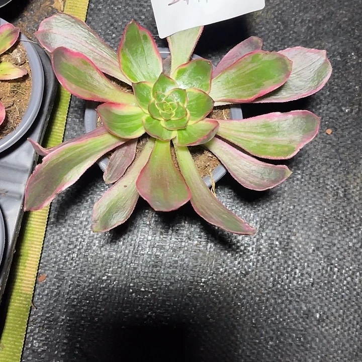 恶魔之眼多肉植物2411