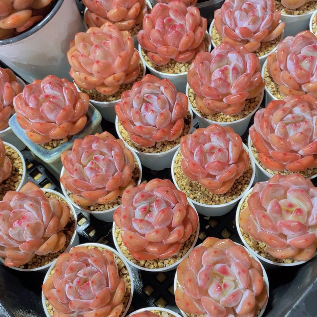 量拍66号 果冻韩版仙女橙单头5颗