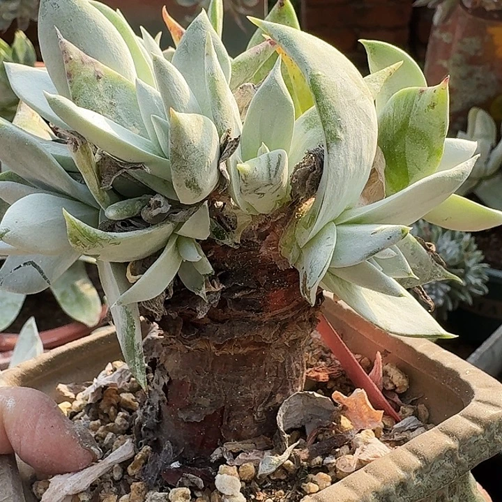 欣***3多肉植物一物一拍