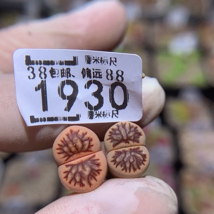小*乖zzx精品生石花1930