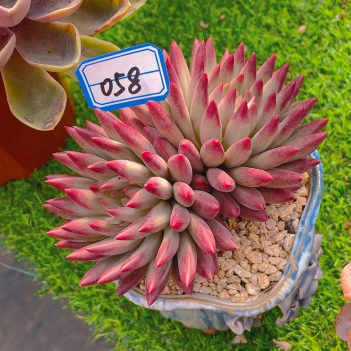 谢谢你的支持000000058