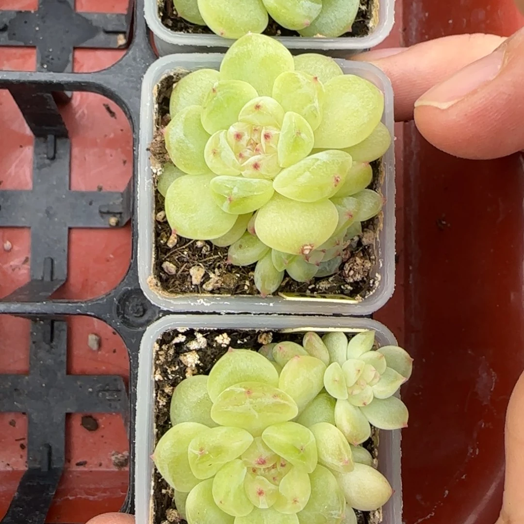 财富14 盆一个满25包邮