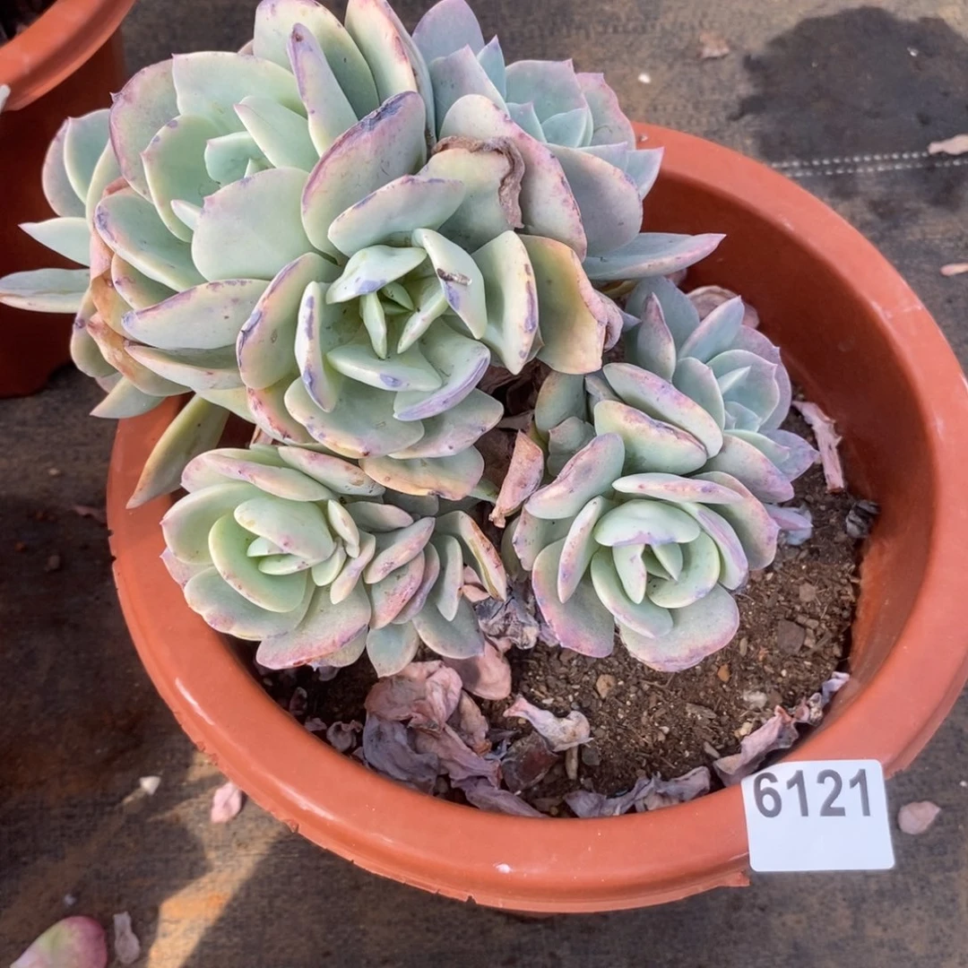 6121白凤老桩一物一拍