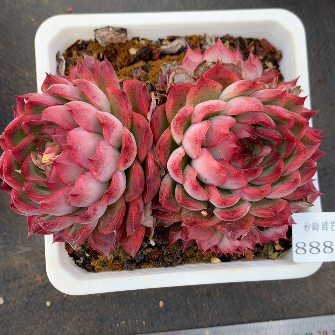 8886杂交多肉老桩