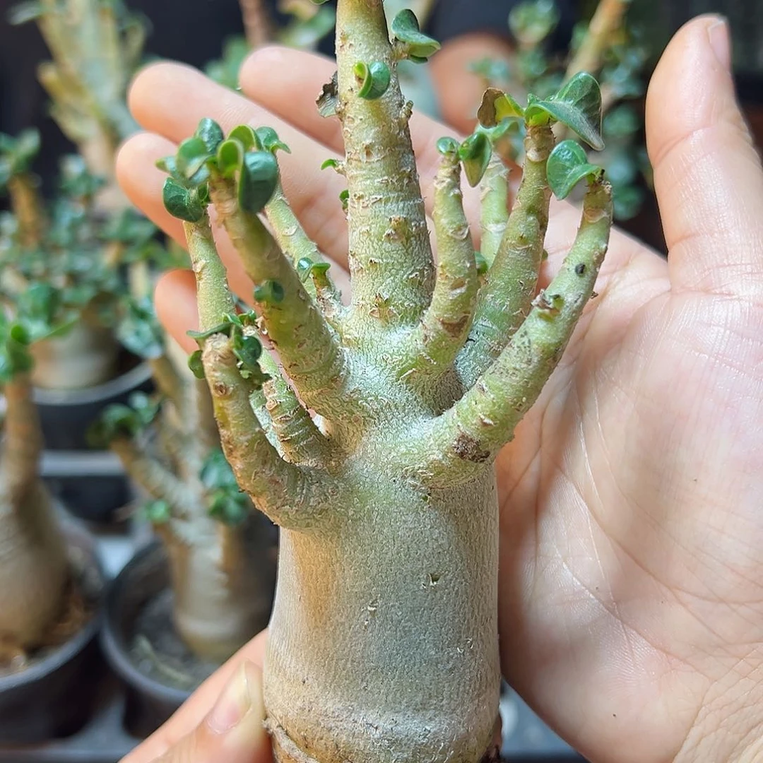 哥斯拉b沙漠玫瑰叶展5公分