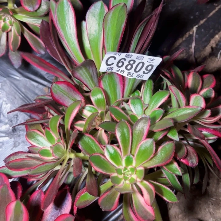 荣6809多肉植物法师法师