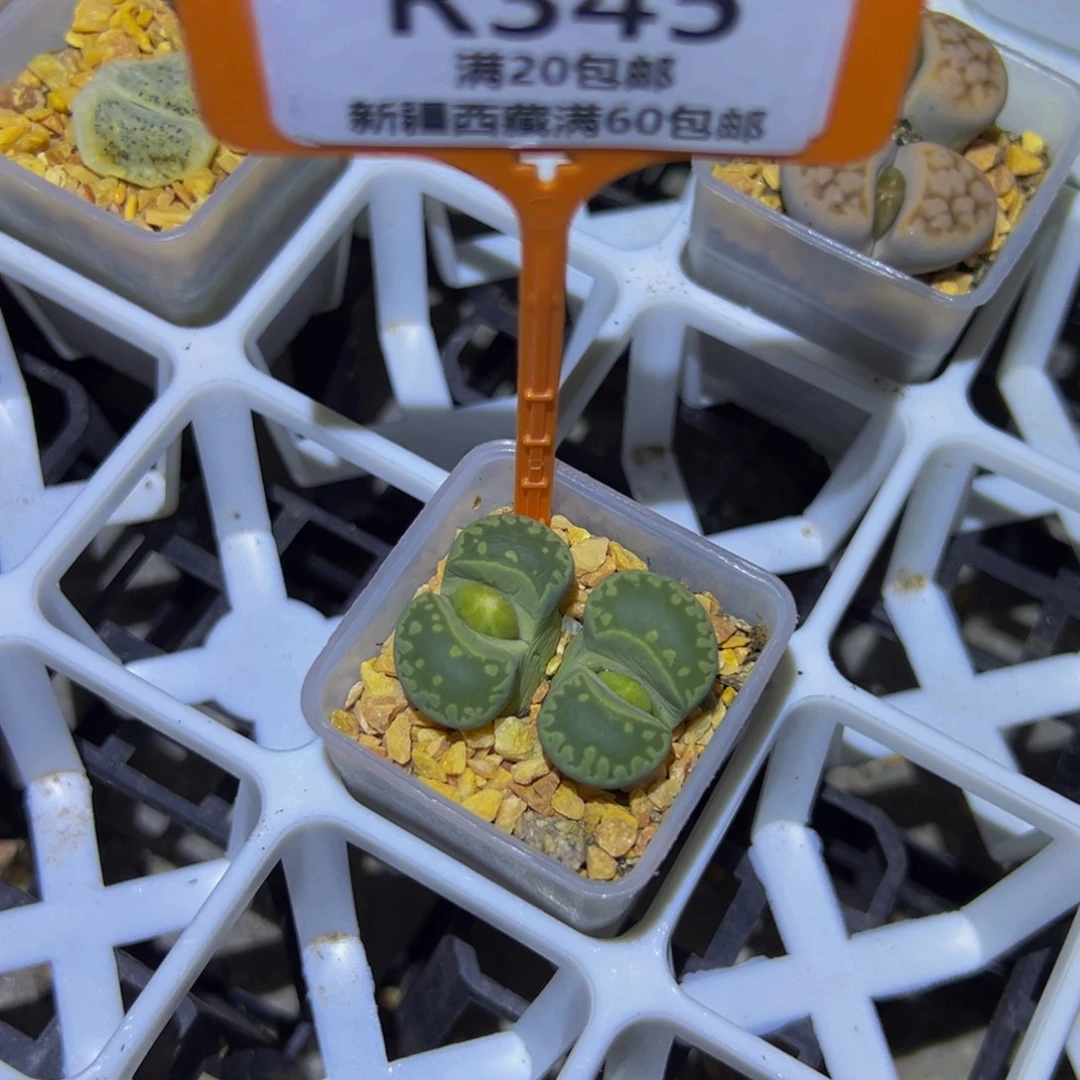 新***选345 一物一拍，默认有伤，介意勿拍，不退不换