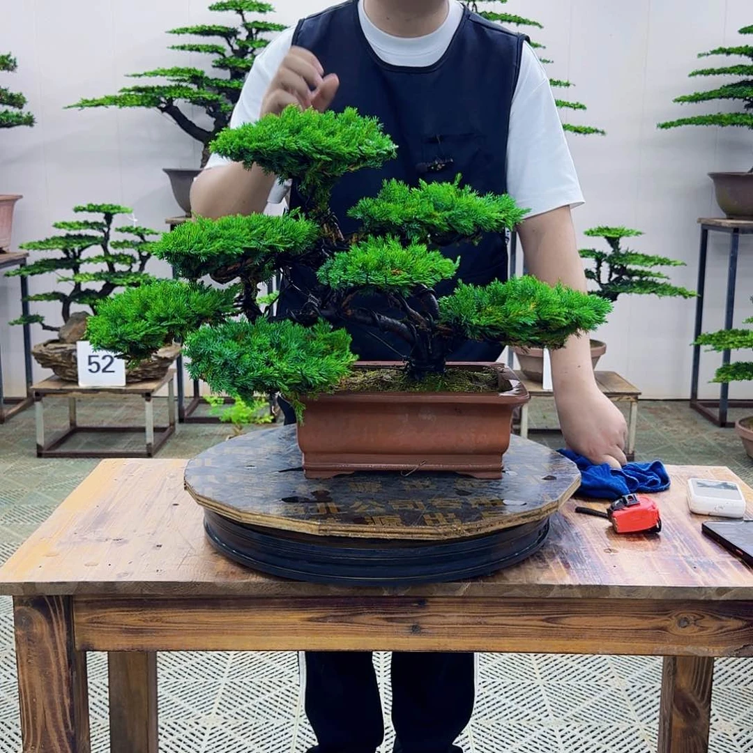 无花朵柏树造型盆景带盆